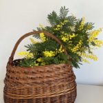 panier en osier ancien vintage artisanal contenant un bouquet de mimosa